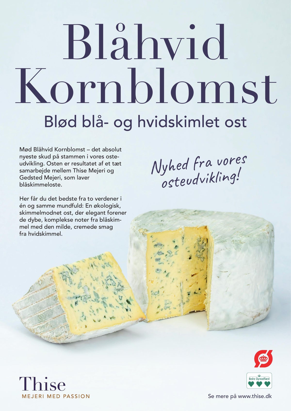 Kornblomst BLÅHVID fra Thise